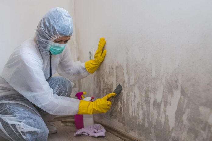 Mould Removal Services Sydney
