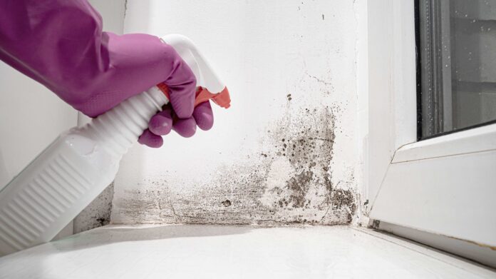 black mould removal Sydney